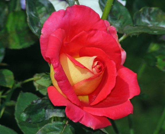 Trump Card photo tc2013_08220054_zpsb7dc9615.jpg